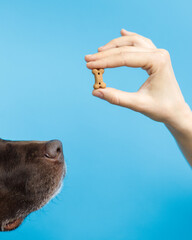 close-up of a European woman training a dog holding a treat in her hand and giving the command on a...
