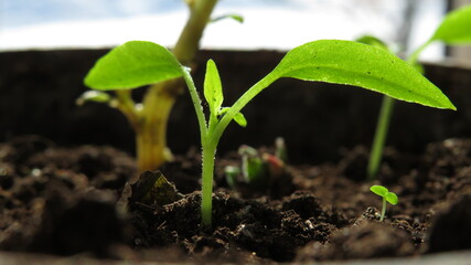 Green sprout of radish in the ground with dew drops close up