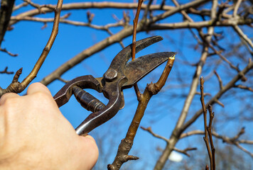 Garden work of spring. Farmer hand prunes and cuts branches of tree in the garden with pruning shears or secateurs in spring. Man pruning tree with clippers. Spring cut tree close up.