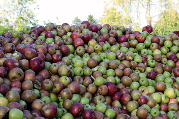 red and green apples