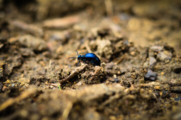 black beetle on the ground