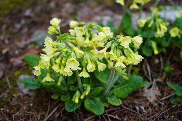 セイタカセイヨウサクラソウ　Primula elatior
　プリムラ　エラチオール　サクラソウ　春　ガーデニング 