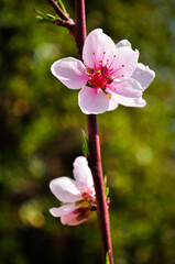 Fototapeta na wymiar pink cherry flower