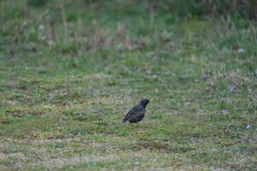 European Starling, Sturnus vulgaris with beautiful plumage walking in green grass.