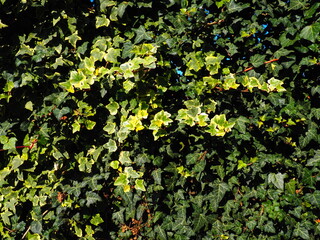 Common ivy or Hedera helix. An evergreen climbing shrub, a climbing plant that attaches itself to...