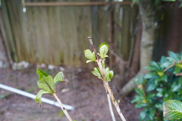 きつねのてぶくろ ジギタリス 白い花 Wall Mural Wallpaper Murals Yuko