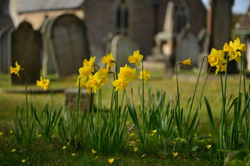 Spring Daffodils, Jersey, U.K. Flower of Trinity church cemetery.