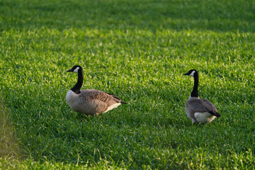 Canada Goose branta canadensis on a green meadow