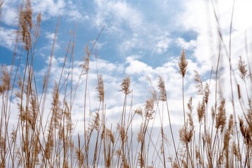reed plant and sky