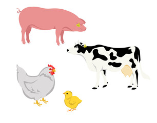 Set of color illustrations of farm animals: pig, cow, laying hen and chicken. Suitable for children's literature, as well as for the design of thematic articles, websites, advertising on agriculture 