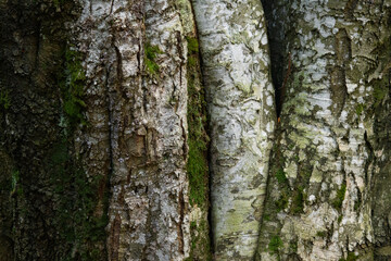 Close up of moss on trunk of huge tree 