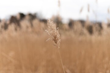 reed plant isolated. pampas grass close up