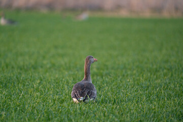 Greylag Goose, anser anser, a wild goose on a green meadow