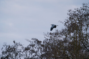 Grey Heron ardea cinerea in flight