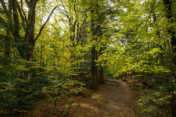 Autumn landscape with footpath and forest 