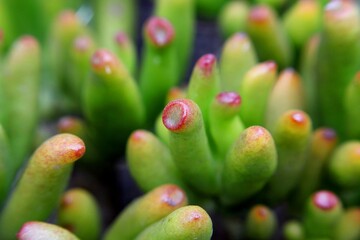 close up of a cactus