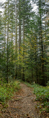 Path in mountain forest with spruce trees at background