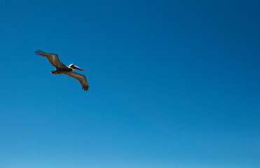 Pelican flying in the sky
