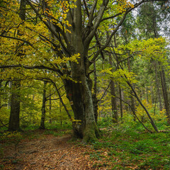 Fototapeta premium Autumn trees in mountain forest at daytime 