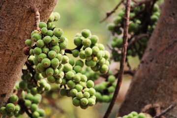 Closeup view of Cluster fig fruits.
