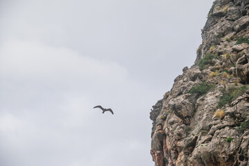 Fototapeta premium Graviotas volando cerca del mar