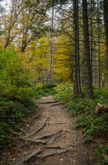 Roots on path in autumn forest 
