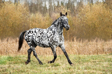 Knabstrupper breed horse running on the field in autumn