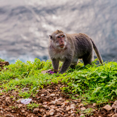 monkey on the grass