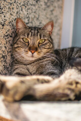Gato tumbado en la calle