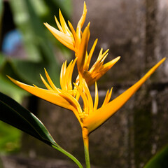 Obraz premium orange flower on green background