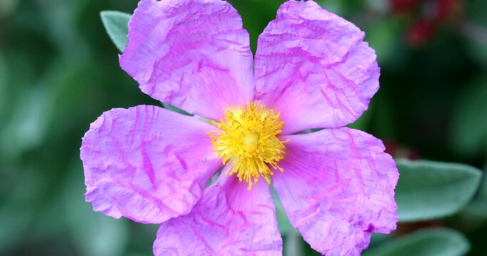 Cistus Creticus Flower (Pink Rock-rose, Hoary Rock-rose) Growing Wild In The French Alps Countryside (Menton). Close Up View / Macro Shot - DCi 4K Resolution
