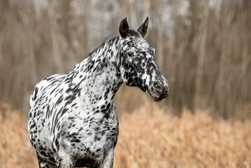 Portrait of beautiful Knabstrupper breed horse