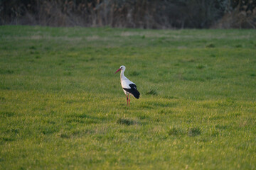 White stork, ciconia ciconia, standing in the meadow