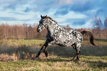 Fototapeta na wymiar Knabstrupper breed horse running on the field