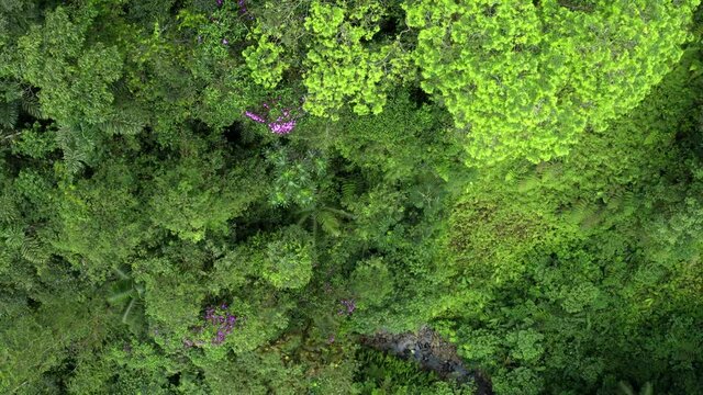 Aerial top view of a canopy with different tree species and patches of purple flowers between the many shades of green