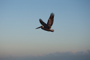 Pelican in flight
