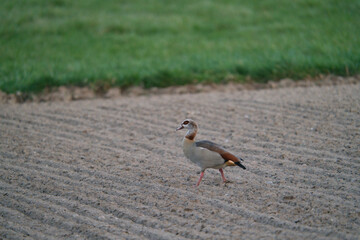 Egyptian Goose on the field