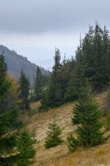 Fototapeta na wymiar Spruce forest in mountains in autumn