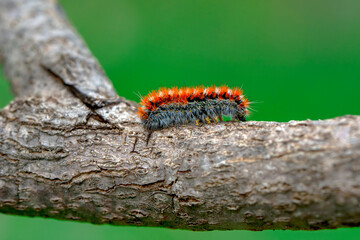 Macro shots, Beautiful nature scene. Close up beautiful caterpillar of butterfly  