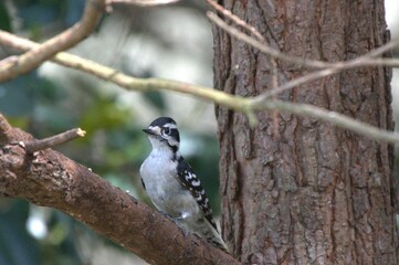 Downy woodpecker