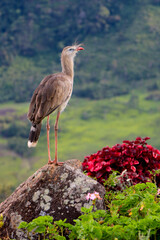 Siriema (Aiuruoca, MG, Brazil)