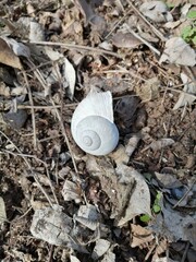 snail on the beach