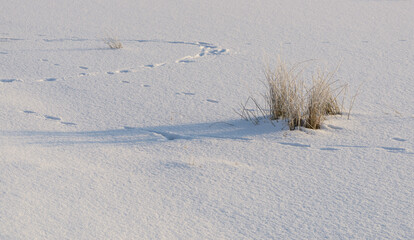 Czech winter landscape, details, Czech Republic, Pilsen region