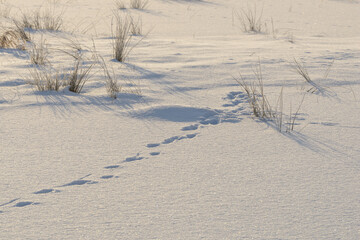 Czech winter landscape, details, Czech Republic, Pilsen region