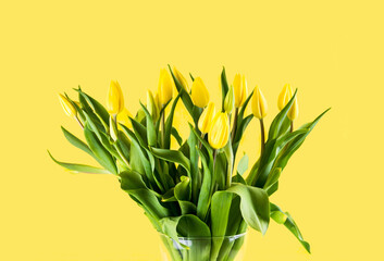 Yellow tulips with green leaves in transparent vase on yellow background. Free copy space. Concept of greeting card