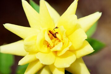 Obraz premium daffodil flower closeup