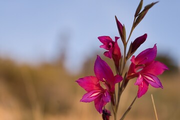 Beautiful wild gladiolus in a meadow at sunset