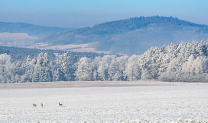 Czech winter landscape, Czech Republic, Pilsen region