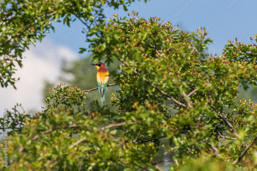 Wall mural Merops apiaster - European bee-eater colorful bird on a nice green background with beautiful bokeh. Photo of wild nature.