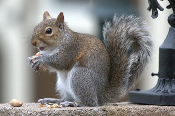 Obraz premium Squirrel